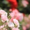 Pink Blossom 4