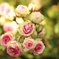 Pink Blossom 5