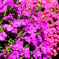 花花