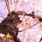 cherry tree