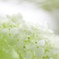 ６月の花嫁