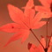 京都大原野の紅葉