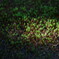 Little Moss