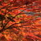 紅蓮