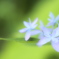 夏の前触れ（品種名：石鎚の光）