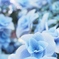 rose like