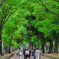 Green approach to a shrine