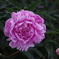 IMGP2811