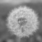 DSCF0155mono