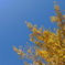 through the sky