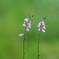 Twins to shine