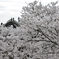 桜に浮かぶ・・