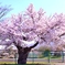 校庭の桜
