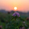 夕姿