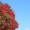 紅葉と空