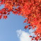 紅葉と空１