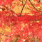 紅葉１