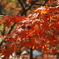 SDIM0871