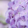 紫陽花