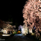 慈雲禅寺　桜ライトアップ①