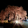 慈雲禅寺　桜ライトアップ②
