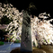 慈雲禅寺　桜ライトアップ③