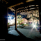 慈雲禅寺　桜ライトアップ④