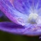 雨上がりの紫陽花１