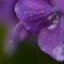 雨上がりの紫陽花２