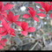 DSCF0540