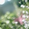 Shining flowers