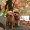 紅葉をバックに・・・