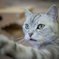 ねこ