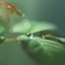 雨　雫