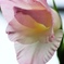 花曇り