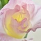 プリーツの花