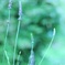 HANA・HANA 62 (Lavender・ame☂)