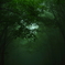 Forest of fog II