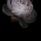 薔薇
