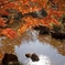 紅葉と池