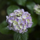 Hydrangea macrophylla