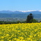 北海道　滝川　菜の花畑