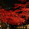 晩秋の紅葉
