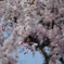 枝垂桜