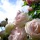 薔薇まつりにて