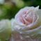 薔薇まつりにて2