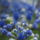 額紫陽花