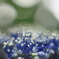 額紫陽花。