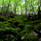 MOSS GREEEEEEEN!