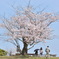 家族と桜